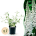 Buddleja davidii 'White Profusion' - Schmetterlingsflieder, 3 Pflanzen, Topf 17cm Bild 1