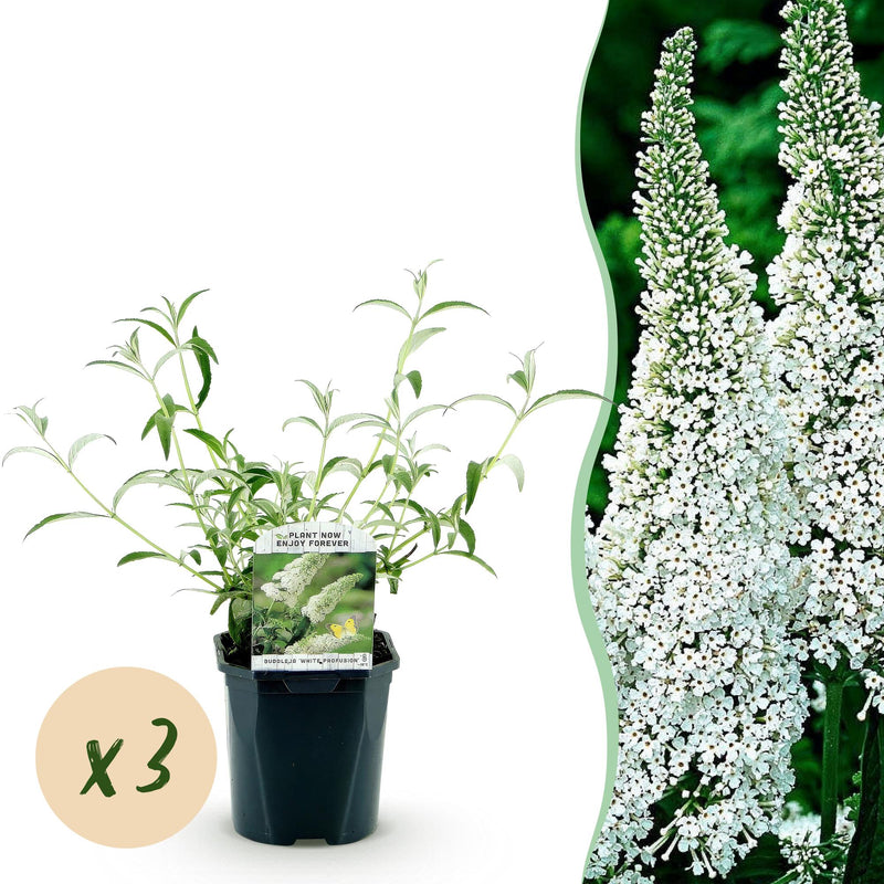 Buddleja davidii 'White Profusion' - Schmetterlingsflieder, 3 Pflanzen, Topf 17cm