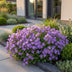 Green boutiQ - Perennial - Campanula portenschlagiana - Peach-leaved bellflower - Ground cover - Pink - 24 Plants - Pot 11cm - Height 15-25cm Bild 6