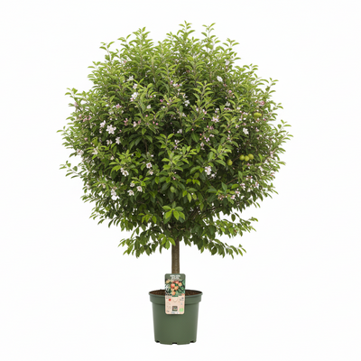Jonagold Apfelbaum im 19cm Topf, ca. 60cm hoch