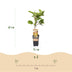 GreenboutiQ: 2 Kiwi Plants (Jenny & Gold), 50cm, 15cm Pot Bild 3