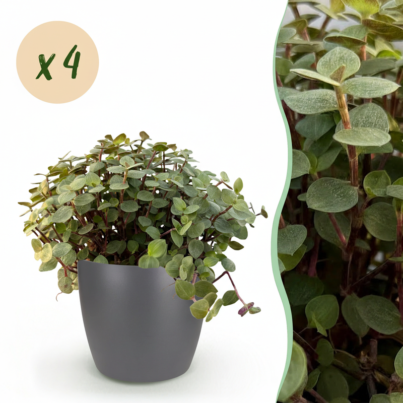 Calissia repens Katzengras, Haustierfreundlich, 4 Pflanzen im Topf