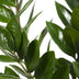 Zamioculcas Zamiifolia (ZZ Plant) - Ø17cm, ↕70cm Bild 3