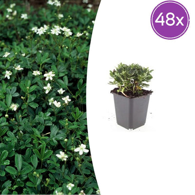 48x Potentilla tridentata 'Nuuk' - ↕10-25cm - Ø9cm