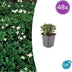48x Potentilla tridentata 'Nuuk' - ↕10-25cm - Ø9cm Bild 1