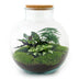 Bottle Garden 'Bolder Bob' DIY Kit incl. Plants & Decoration (30cm) Bild 2