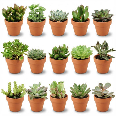 15 Mini Sukkulenten Mix im Terrakotta-Topf (Ø 8,1 cm, 5-10 cm)