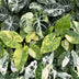 3x Alocasia Tricolour Variegata Babypflanzen Ø6cm Bild 4