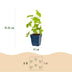 Green boutiQ - Perennial - Delphinium (P) Galahad - Larkspur - Bee and Butterfly Attractors - White - 24 Plants - Pot 11cm - Height 15-25cm Bild 3