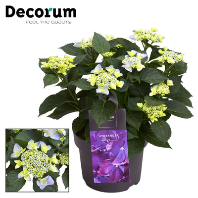 Hydrangea Teller Nizza Blue im 23cm Topf – Elegante blaue Hortensie