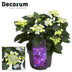 Hydrangea Teller Nizza Blue im 23cm Topf – Elegante blaue Hortensie Bild 2