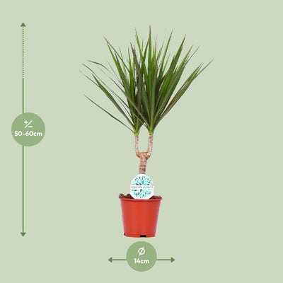 Dracaena Marginata Pflanze – Ø14cm Topf, 55cm Höhe