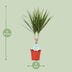 Dracaena Marginata Pflanze – Ø14cm Topf, 55cm Höhe Bild 3