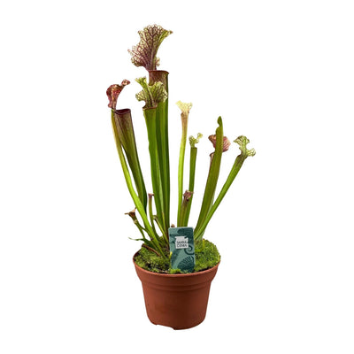 Sarracenia Judith Hindle - Exotischer Fleischfresser im 12cm Topf