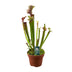 Sarracenia Judith Hindle - Exotischer Fleischfresser im 12cm Topf Bild 1