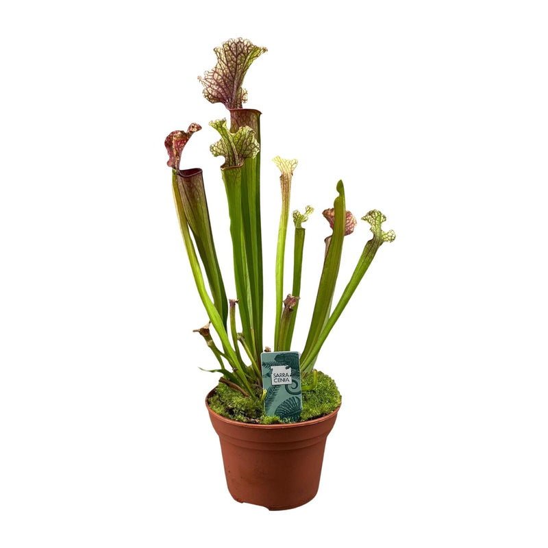 Sarracenia Judith Hindle - Exotischer Fleischfresser im 12cm Topf
