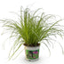Green boutiQ - Zimmerpflanze - Cyperus alternifolius Zumula - Katzenpflanze - Haustierfreundliche Pflanze - Grün - 1 Pflanze - Topf 12cm - Höhe 20cm Bild 2