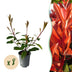 Photinia Red Robin Heckenpflanze: 8 Pflanzen, immergrün, für dichte Hecken Bild 1