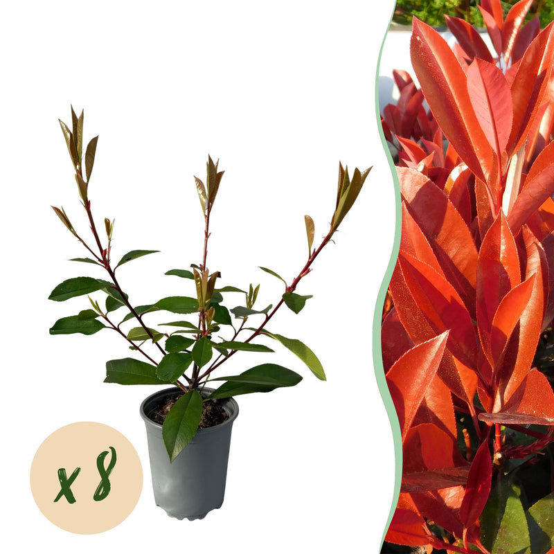 Photinia Red Robin Heckenpflanze: 8 Pflanzen, immergrün, für dichte Hecken