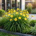 Green boutiQ - Perennial - Hemerocallis Stella d'Oro - Daylily - Bee and Butterfly Attractors - Yellow - 3 Plants - Pot 11cm - Height 15-25cm Bild 6