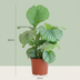 Calathea Orbifolia - Zimmerpflanze mit breiten Blättern, Topf 21cm Bild 2