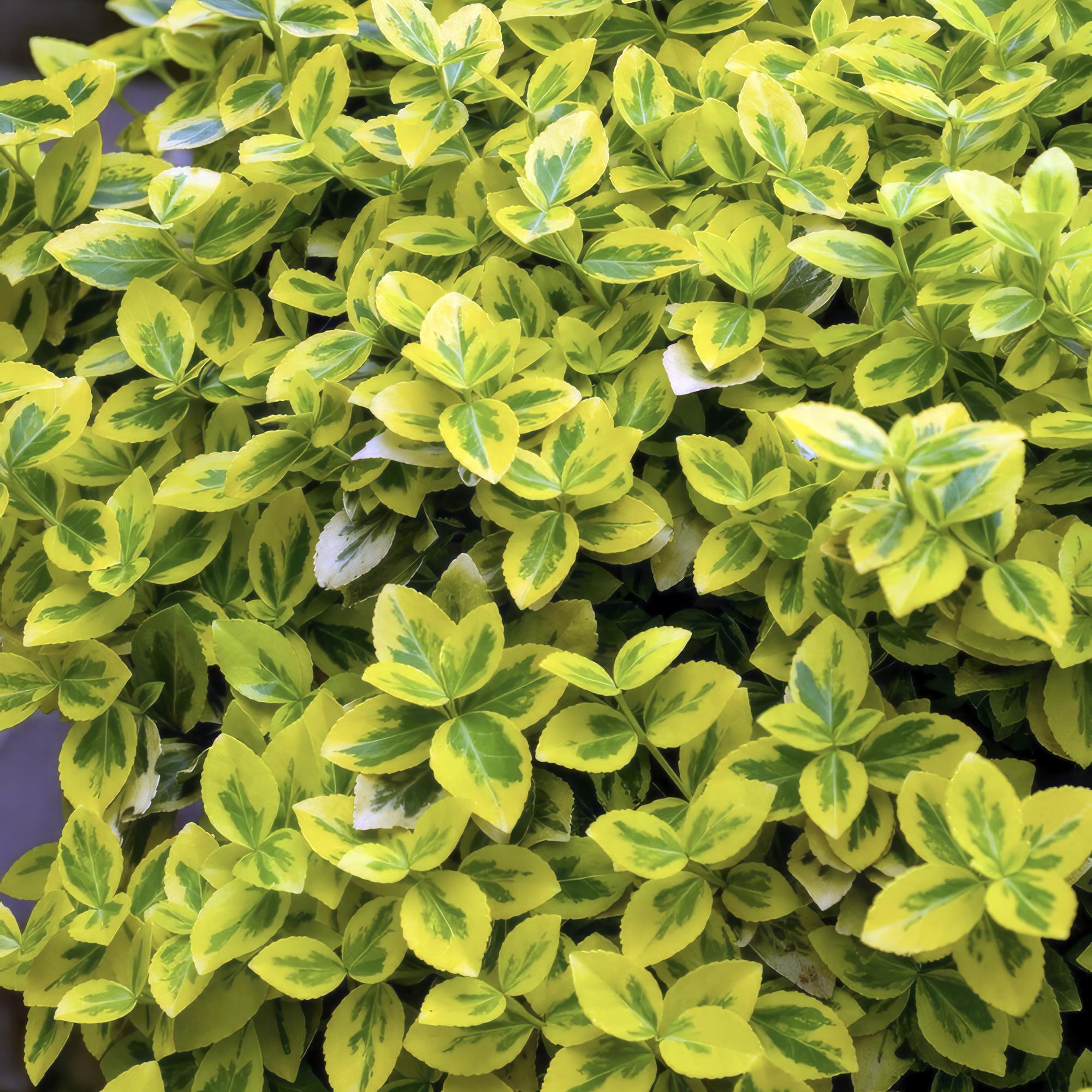12x Euonymus 'Emerald 'n Gold' - 10-25cm - Ø9cm