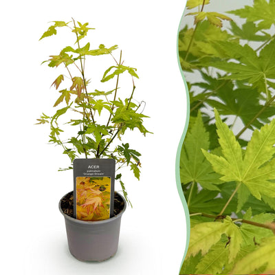 Acer palmatum Orange Dream – Zierahorn, 35cm, Topf 12cm, wenig Pflege