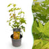 Acer palmatum Orange Dream – Zierahorn, 35cm, Topf 12cm, wenig Pflege Bild 1