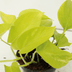 Epipremnum Golden Pothos Set of 4, Ø12cm, Houseplant Bild 4