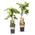 Green boutiQ - Obstpflanze - Actinidia Weiki & Golden Kiwi - Kiwipflanze - 1 Männlich - 1 Weiblich - Pflanzen - Gelb - Topf 15cm - Höhe 50cm Bild 2