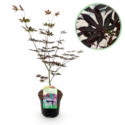 Japanischer Ahorn 'Trompenburg' - Dunkel Lila - 70cm