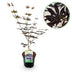 Japanischer Ahorn 'Trompenburg' - Dunkel Lila - 70cm Bild 1