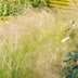 12x Stipa tenuissima 'Ponytails' - ↕10-25cm - Ø9cm Bild 5
