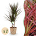 Dracaena Magenta: Pflegeleichte Pflanze mit Korb, 2 Stück, Topf 17cm Bild 1