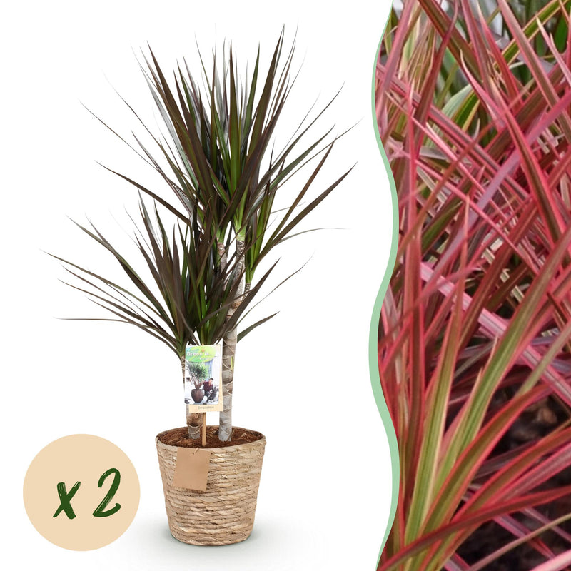 Dracaena Magenta: Pflegeleichte Pflanze mit Korb, 2 Stück, Topf 17cm