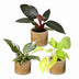 3x Baby Philodendron Tricolour - Weiß, Rosa, Gelb, Grün Bild 2