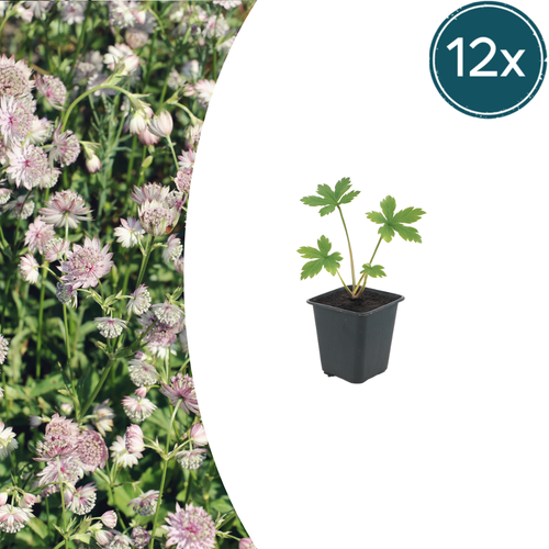 12x Astrantia major Sterndolde 10-25cm im 9cm Topf