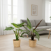Alocasia Set: Cucullata & Lauterbachiana, Ø19cm, Ø19cm Bild 4