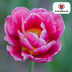 Tulpenbollen Columbus – 20 Stuks | KH Bloembollen® | Roze-Witte Dubbele Pioentulp – Elegant & Vol – Voor Tuin of Pot – Maat 11/12 – Vers van de Teler! Bild 2