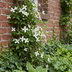 4x Winterjasmin 'Wilsonii' - Kletterpflanze - Ø9cm - Gelb blühend Bild 4