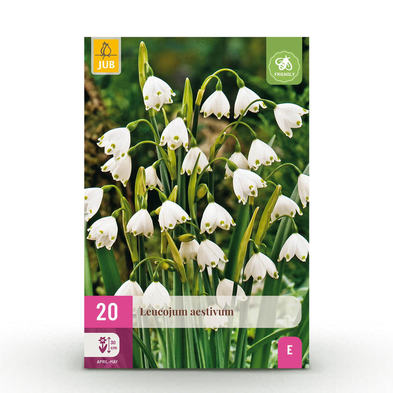 GreenboutiQ - Flower bulbs - Leucojum Aestivum - Bulbs Hardy Perennial - Color White - 20 pieces - Bulb size 8/9 - XXL Pack