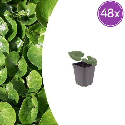 48x Asarum europaeum - Europäische Haselwurz - 10-25cm - Ø9cm