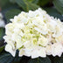 4x Hydrangea Endless Summer 'The Bride', hardy, white Bild 5