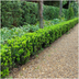 24x Euonymus 'Green Spire' Heckenpflanzen Ø 7cm, ↨ 15cm Bild 5
