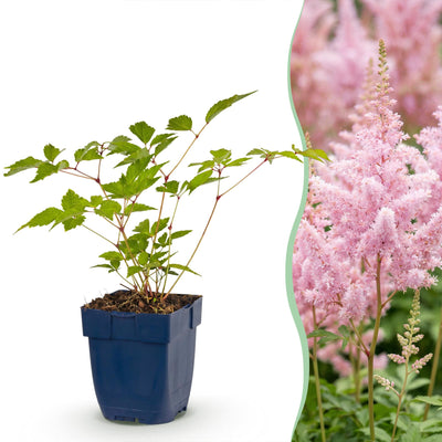 Green boutiQ - Perennials - Astilbe (J) Europe - False Spirea - Shade - Pink - 24 Plants - Pot 11cm - Height 15-25cm