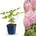 Green boutiQ - Perennial - Astilbe (J) Europa - Plume Spiraea - Shade - Pink - 24 Plants - Pot 11cm - Height 15-25cm Bild 1