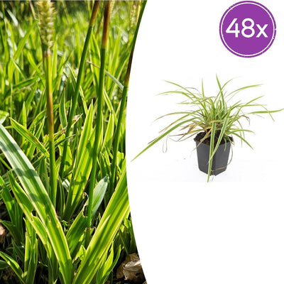 48x Carex morrowii 'Aureovariegata'  - ↕10-25cm - Ø9cm
