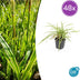 48x Carex morrowii 'Aureovariegata'  - ↕10-25cm - Ø9cm Bild 7