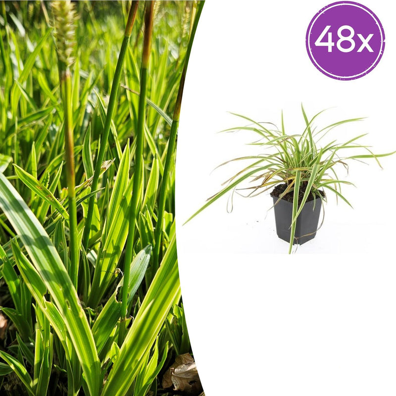 48x Japan-Segge 'Aureovariegata' 10-25cm im 9cm Topf