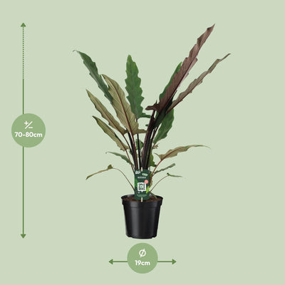 Alocasia Lauterbachiana XL – Tropischer Dschungel-Flair für Ihr Zuhause